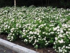 Birkebladet Spiraea 20-40 Cm