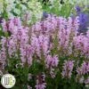 SALVIA 'BALLERINA PINK'®' 2 SALVIA 'BALLERINA PINK'®' -Planter Salgsbutik Salvia20Ballerina20Pink