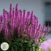 SALVIA 'BUMBLEBERRY'®' -Planter Salgsbutik Salvia20Bumbleberry