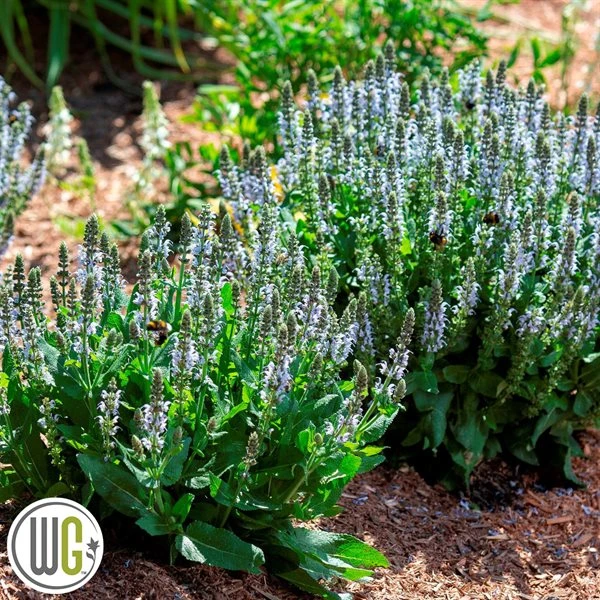 SALVIA 'BUMBLESKY'®' 3 SALVIA 'BUMBLESKY'®'