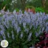 SALVIA `Crystal Blue` -Planter Salgsbutik Salvia20Crystal20Blue