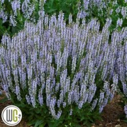 SALVIA 'PERFECT PROFUSION'®'