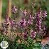 SALVIA 'PINK DAWN'®' -Planter Salgsbutik Salvia20Pink20Dawn