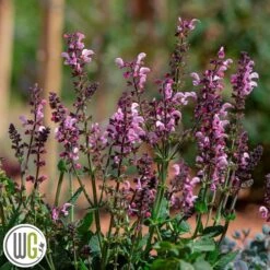 SALVIA 'PINK DAWN'®'