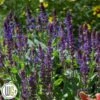 SALVIA 'VIOLET RIOT'®' -Planter Salgsbutik Salvia20Violet
