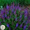 SALVIA 'VIOLET PROFUSION'®' -Planter Salgsbutik Salvia20Violet20profusion