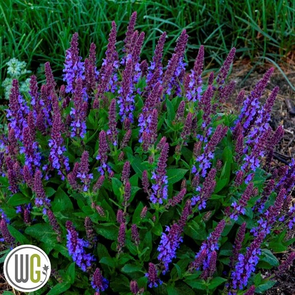 SALVIA 'VIOLET PROFUSION'®' 3 SALVIA 'VIOLET PROFUSION'®'