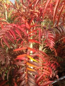 Koreansk Røn 'Dodong' SHOK 10-12 Cm