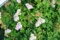 Spiraea "Little Princess"