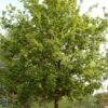 Stilk Eg - Quercus Robur SHOK 25-30 Ompl -Planter Salgsbutik Stilk20eg
