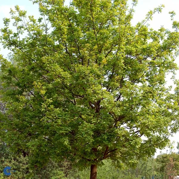 Stilk Eg - Quercus Robur SHOK 25-30 Ompl 3 Stilk Eg - Quercus Robur SHOK 25-30 Ompl