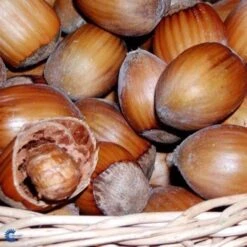 Hassel 'Halleske Kæmpe'