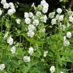 Bølgekronet Storkenæb 'Album'