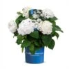Hortensia `The Bride` -Planter Salgsbutik The20Bride20endless20summer