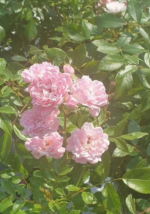 Rose The Fairy 3 Rose The Fairy