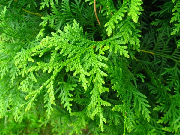 Livstræ (Thuja "Brabant") 80-100 Cm 3 Livstræ (Thuja "Brabant") 80-100 Cm