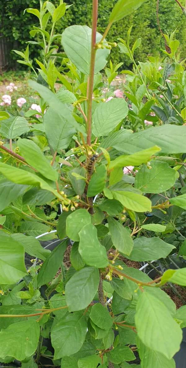 Tørst Rhamnus Frangula 3 Tørst Rhamnus Frangula