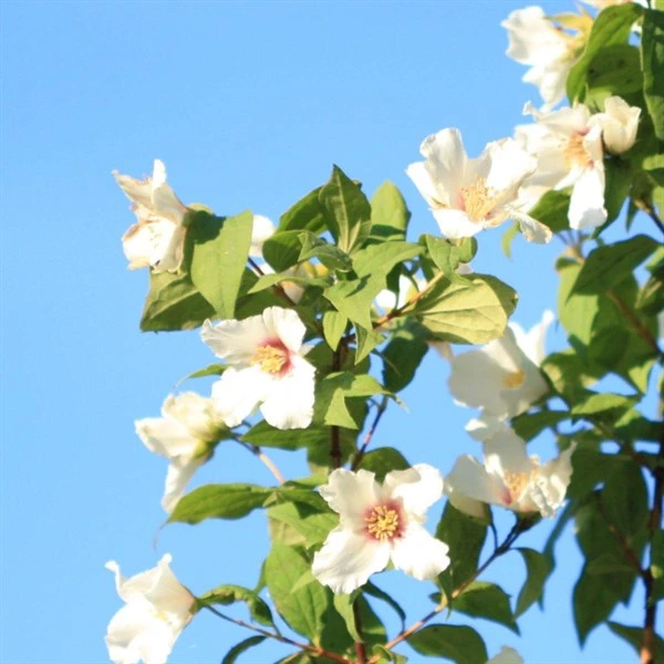 Uægte Jasmin "Belle Etoile" C5 3 Uægte Jasmin "Belle Etoile" C5