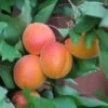 Abrikos `Orangered` 2 Abrikos `Orangered` -Planter Salgsbutik abrikos20orangered