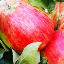 Æbletræ 'Guldborg'