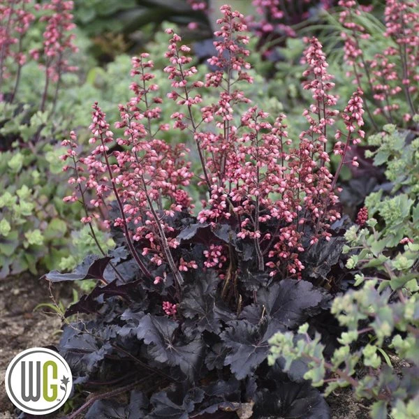 Alundrod 'TIMELESS NIGHT'®' 3 Alundrod 'TIMELESS NIGHT'®'