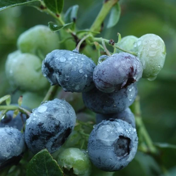 Blåbær 'Chandler' 3 Blåbær 'Chandler'