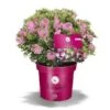 Bloombux Magenta -Planter Salgsbutik bloombux20 magenta 1
