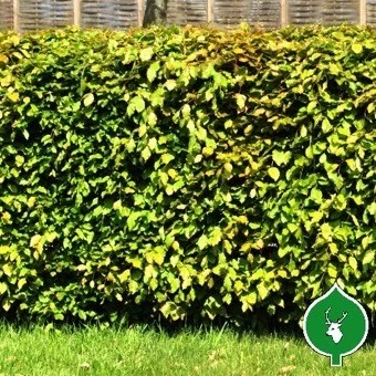 Bøgehæk 50 - 80 Cm 3 Bøgehæk 50 - 80 Cm