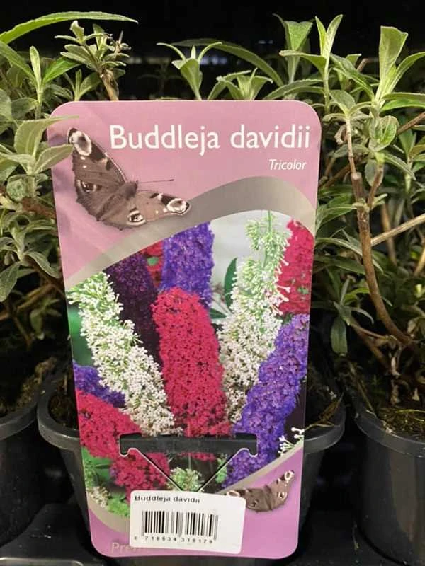 Sommerfuglebusk I 3 Farver 3 Sommerfuglebusk I 3 Farver