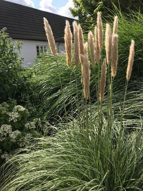 Pampasgræs `Patagonia` 3 Pampasgræs `Patagonia`