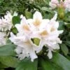 Rhododendron CUNNINGHAMS WHITE -Planter Salgsbutik cunningshams20w