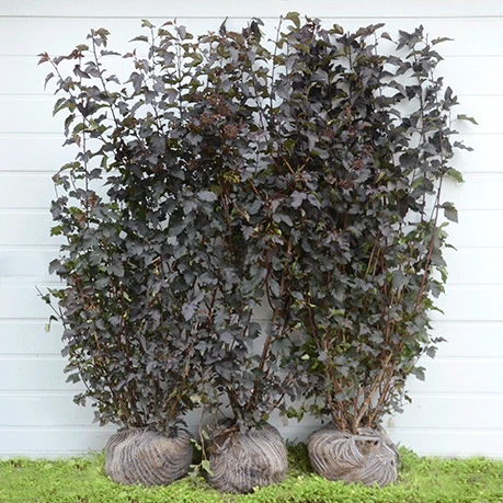 Færdighæk Blærespiraea `Diabolo` 3 Færdighæk Blærespiraea `Diabolo`