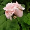 Dronning Ingrid Pelargonie -Planter Salgsbutik dr20ingridweb