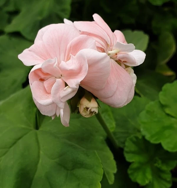 Dronning Ingrid Pelargonie 3 Dronning Ingrid Pelargonie