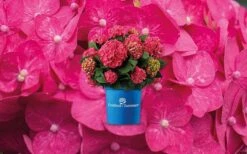 Endelses Summer `Summer Love`