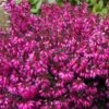 Forårslyng Rød -Planter Salgsbutik erica carnea