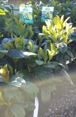 LAURBÆRKIRSEBÆR 'ETNA'® (N)