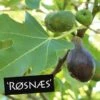 Figen 'RØSNÆS' -Planter Salgsbutik ficus roesnaes m logo ett