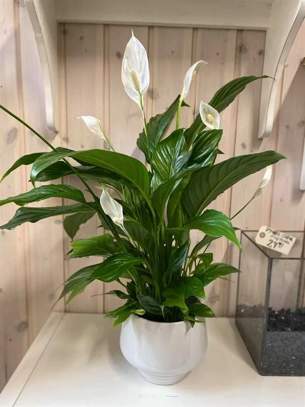 Fredslilje 3 Fredslilje