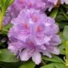 Rhododendron "GRANDIFLORUM" 1 Rhododendron "GRANDIFLORUM" -Planter Salgsbutik grandiflorum