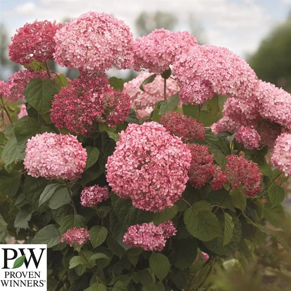 Træagtig Hortensia - `Pink Annabelle` 3 Træagtig Hortensia - `Pink Annabelle`