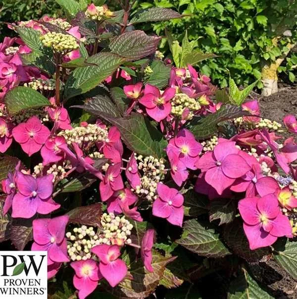 Havehortensia `Blackberry Pie` PW 3 Havehortensia `Blackberry Pie` PW