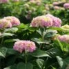 Hortensia `Endless Summer` -Planter Salgsbutik havehortensia20endless20summer