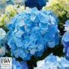Havehortensia `Minty Ice` 2 Havehortensia `Minty Ice` -Planter Salgsbutik havehortensia20minty20ice