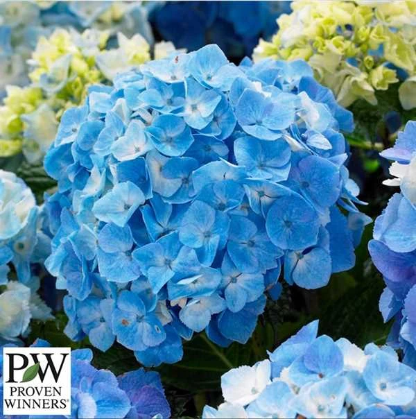 Havehortensia `Minty Ice` 3 Havehortensia `Minty Ice`