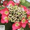 Havehortensia `Strawberry`n`cream` -Planter Salgsbutik havehortensia20strawberry20n20cream