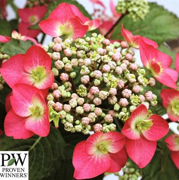 Havehortensia `Strawberry`n`cream` 3 Havehortensia `Strawberry`n`cream`