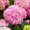 Havehortensia `Pink Lollipop` -Planter Salgsbutik havehostensia20pink20lillipop