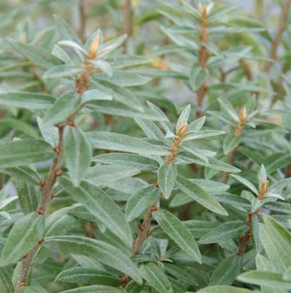 Havtorn Lav Prydplante 3 Havtorn Lav Prydplante