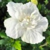 Syrisk Rose "White Chiffon" 1 Syrisk Rose "White Chiffon" -Planter Salgsbutik hibiscus white chiffon